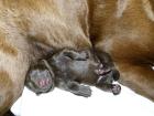 Wurferwartung Labrador Welpen in choco Juni 2022