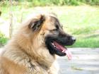 Lieber 3 1/2 jähriger Husky-Retriever Mix abzugeben